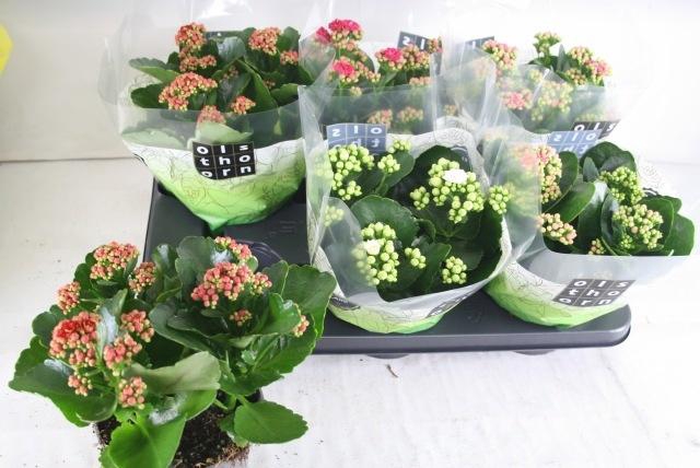 <h4>KAL GE GEM 4 KL</h4>