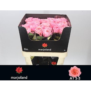 R GR MAYFIELD! JONG GEWAS 3-3 A1