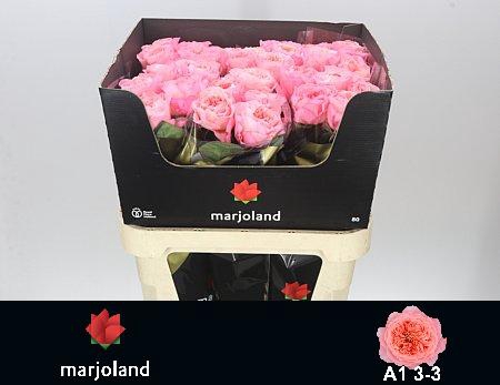 <h4>R GR MAYFIELD! JONG GEWAS 3-3 A1</h4>