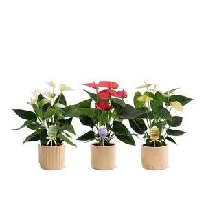 Anthurium 3 color mix in Liam 3 + egg stabber