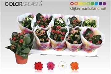 <h4>Kalanchoe gevuld gemengd 4klr.</h4>