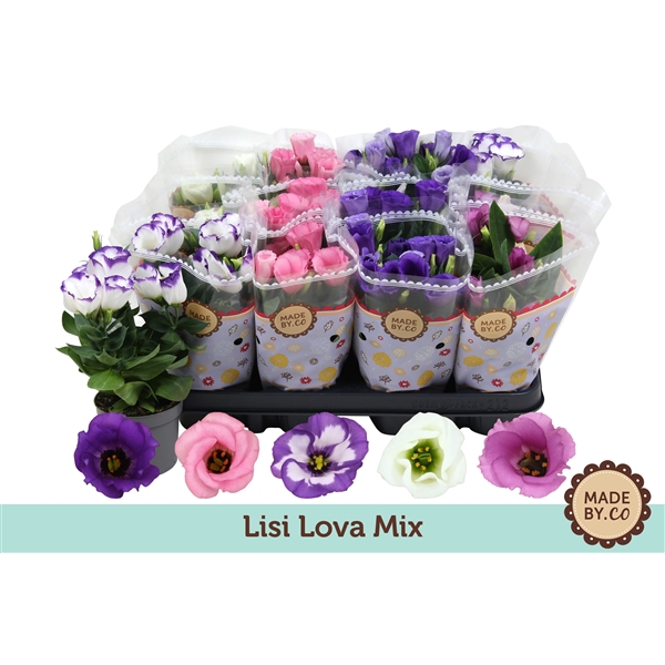 Lisi Lova Mix - Eustoma - Lisianthus