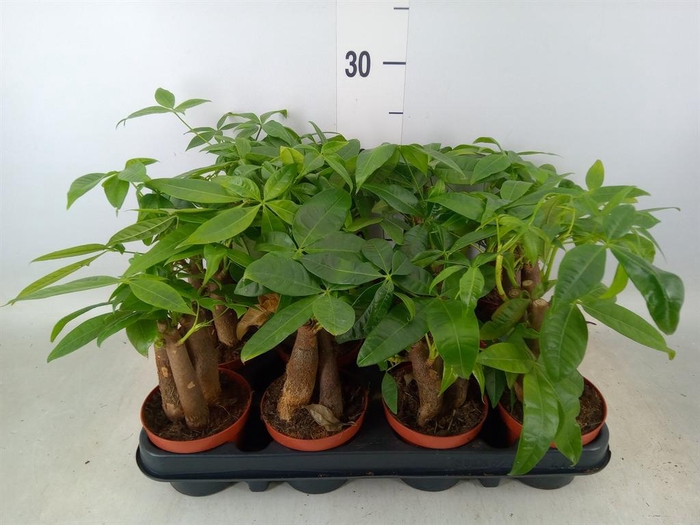 <h4>Pachira aquatica</h4>