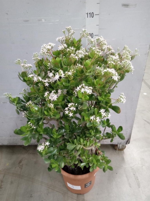<h4>Crassula ovata</h4>