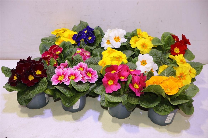 <h4>Prim Ac Eblo Gem</h4>