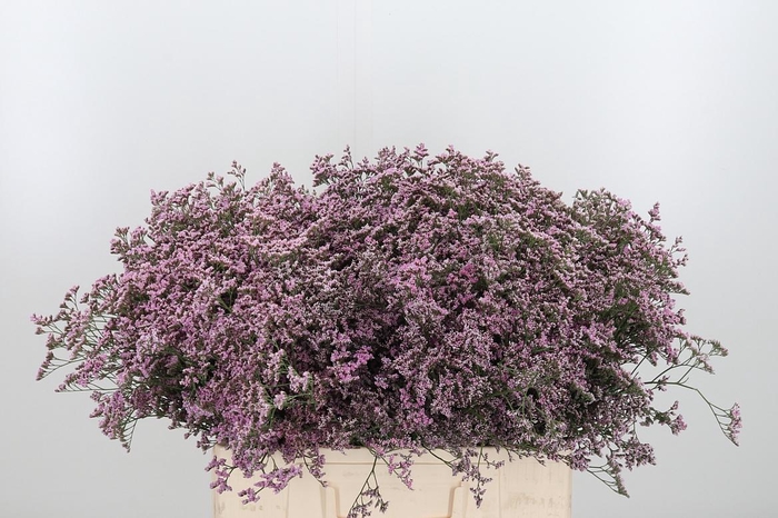 <h4>Lim Saf Oshi Pink</h4>