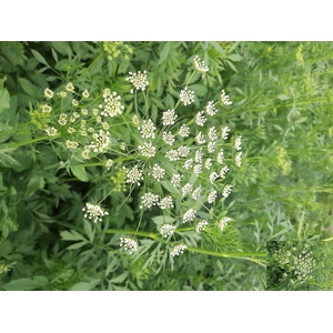 AMMI MAJUS