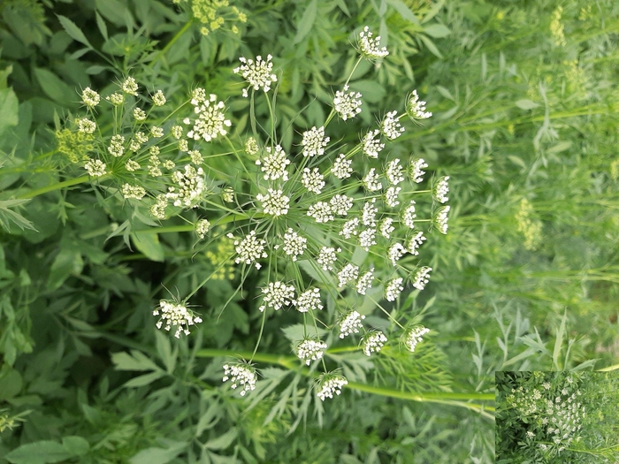 <h4>AMMI MAJUS</h4>