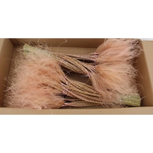 DF Stypha 60cm Bs Light Pink