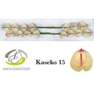 Anthurium Kaseko