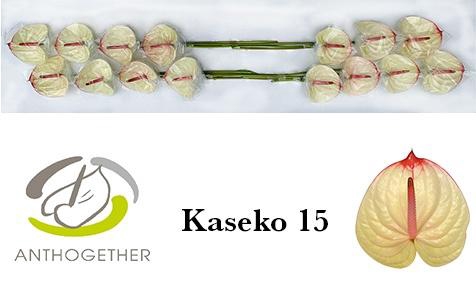 <h4>Anthurium Kaseko</h4>