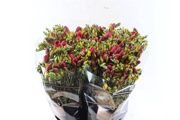 <h4>Fr Du Ruby Red</h4>