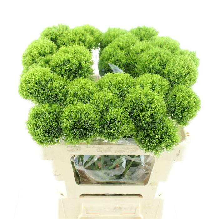 <h4>Di Barb Kiwi Mellow Super (x10 In Sleeve)</h4>