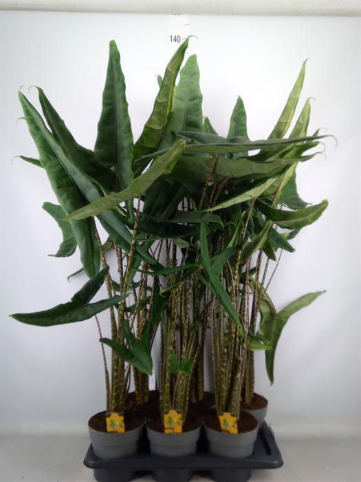 <h4>Alocasia   ...</h4>