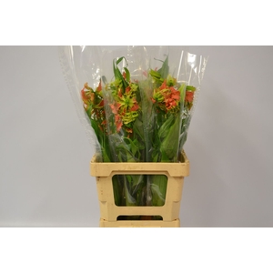 GLORIOSA EXOT ORANGE