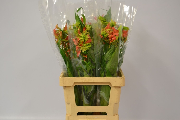 <h4>GLORIOSA EXOT ORANGE</h4>