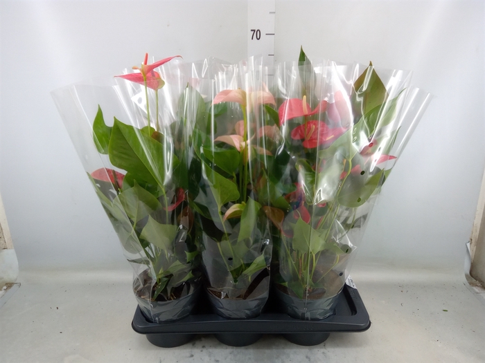 <h4>Anthurium   ...mix</h4>