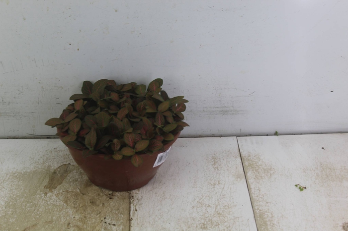 <h4>FITONIA FOLHA FINA C21</h4>
