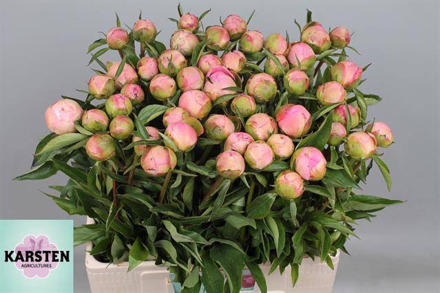 <h4>Paeo L Cath Fontijn</h4>