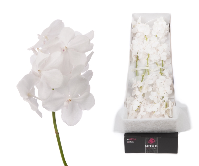 <h4>Vanda 10 tak Diamond White</h4>