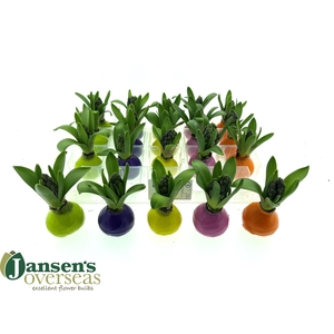 HYACIN WAX SPRING MIX