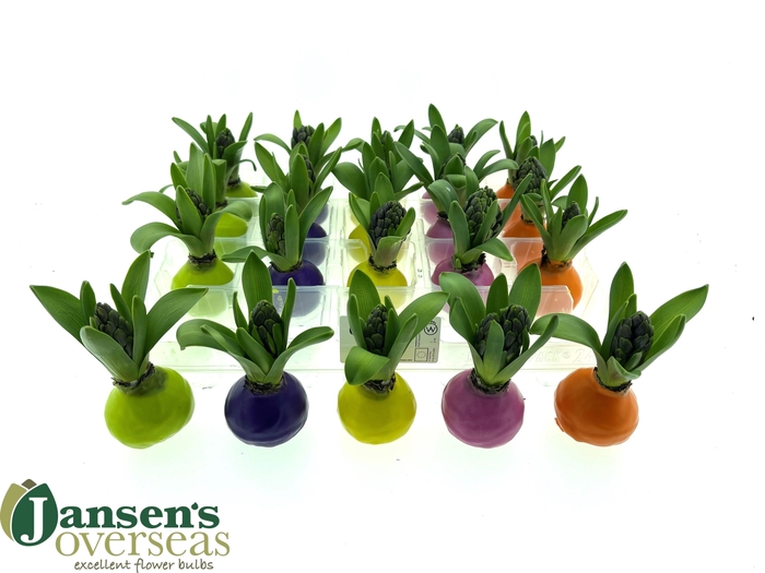 <h4>HYACIN WAX SPRING MIX</h4>