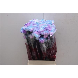 Di St Tinted Blue Milka