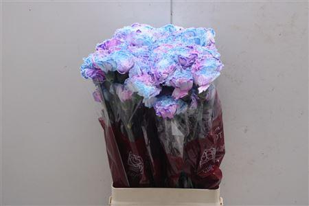 <h4>Di St Tinted Blue Milka</h4>