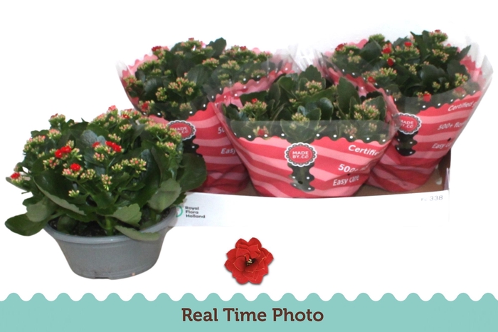 <h4>KAL GE DON JUSTINO</h4>