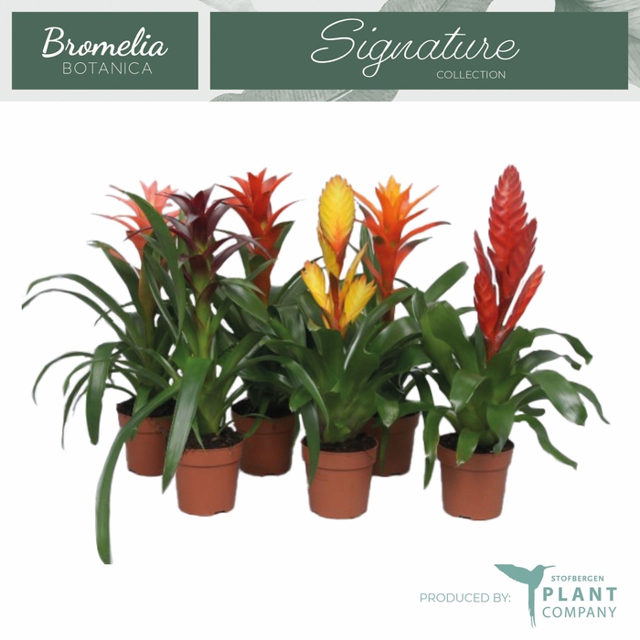 <h4>BROMELIA GEM</h4>