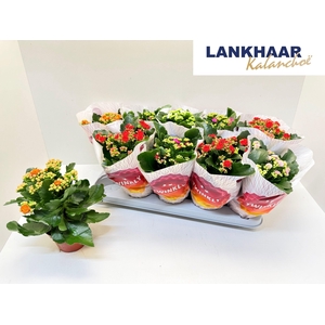 KAL GE PERF GEM 5 KL