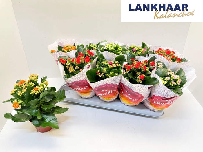 <h4>KAL GE PERF GEM 5 KL</h4>