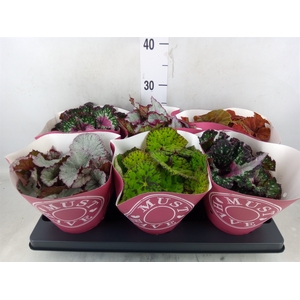 Begonia BD 'Beleaf'   ...mix