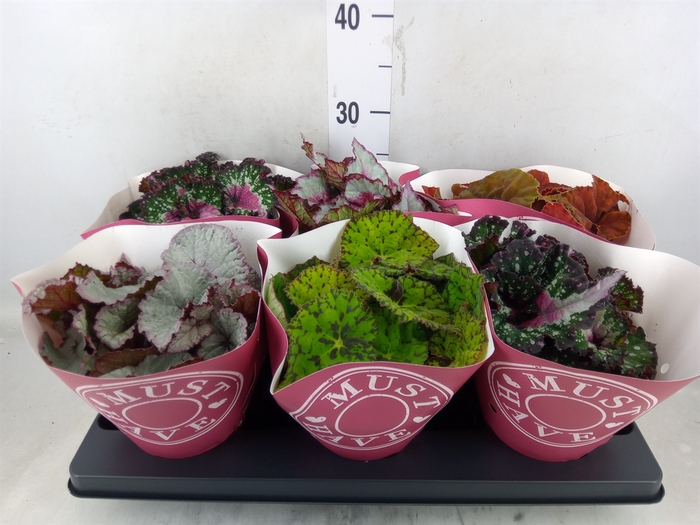 <h4>Begonia BD 'Beleaf'   ...mix</h4>