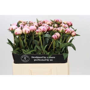 Paeonia sarah bernhardt
