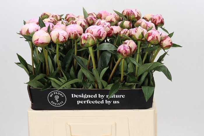 <h4>Paeonia sarah bernhardt</h4>
