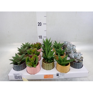 Succulents   ...mix 5