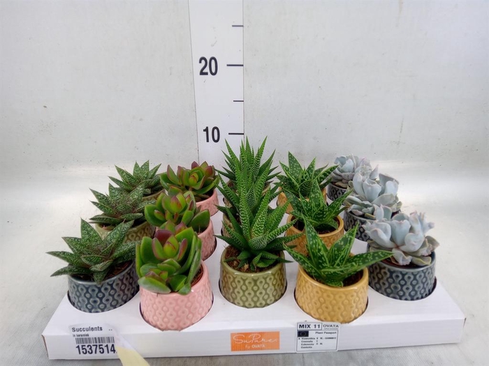 <h4>Succulents   ...mix 5</h4>