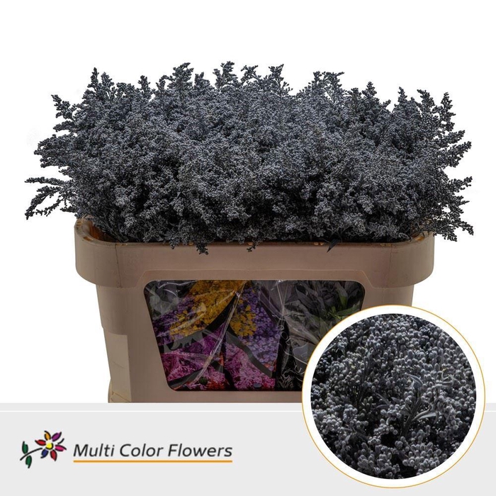 <h4>Solidago   ...colored  H%</h4>