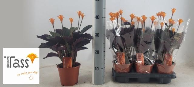 <h4>CALAT CROCATA</h4>