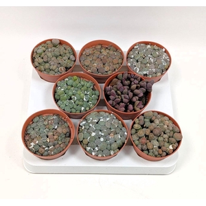 LITHOPS