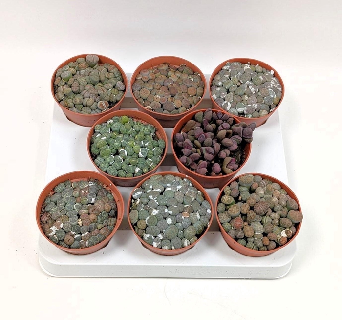 <h4>LITHOPS</h4>