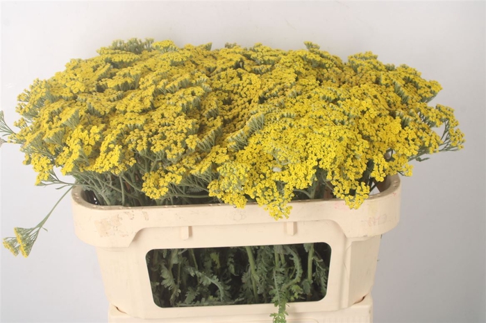 <h4>Achillea Moonshine</h4>
