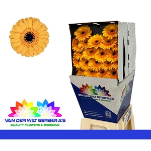 Germini Tweety Diamond