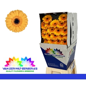 Germini Tweety Diamond