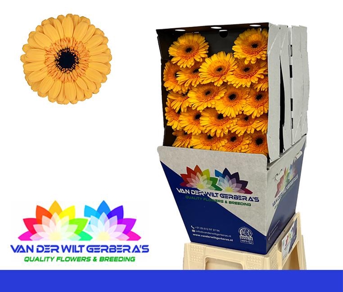 <h4>Germini Tweety Diamond</h4>