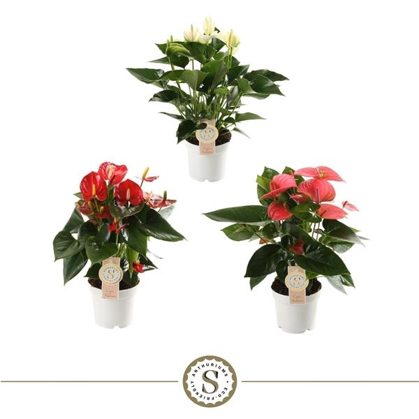 <h4>Top Mix 12cm</h4>