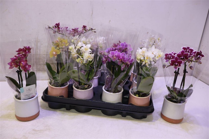 <h4>Phal Mini Gem In Keramiek</h4>