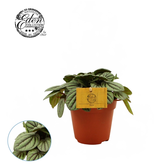 <h4>Peperomia</h4>