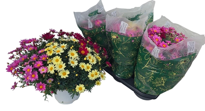 <h4>ARG GEM IN POT</h4>